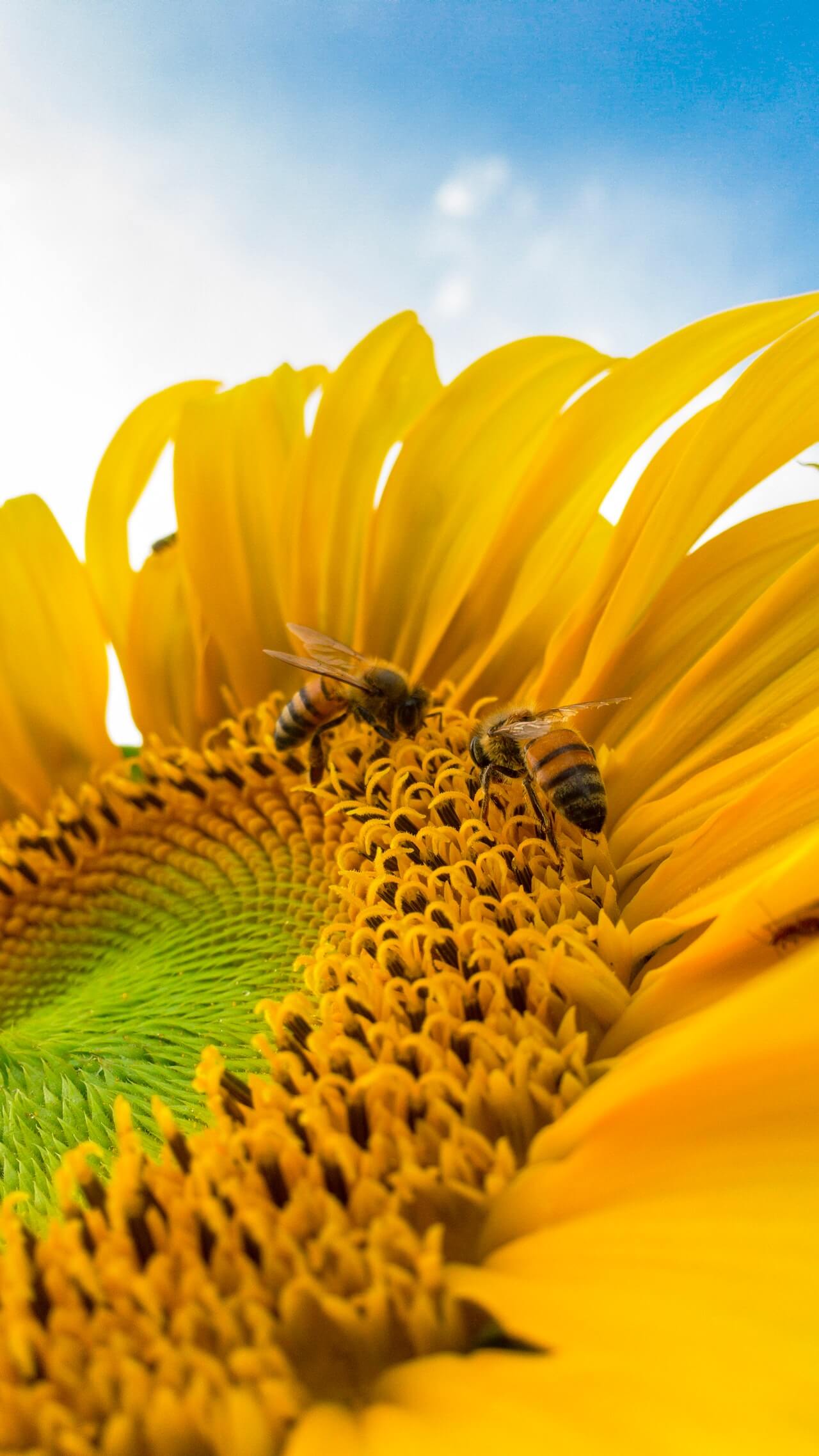пчела-и-подсолнух abeja y girasol