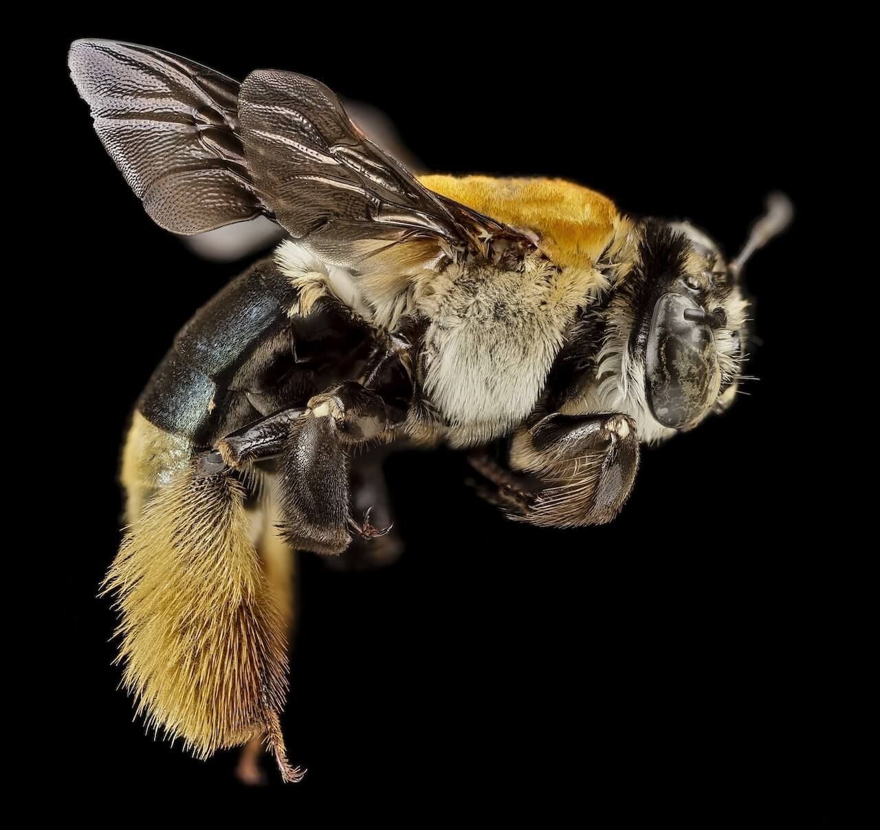 пчела abeja