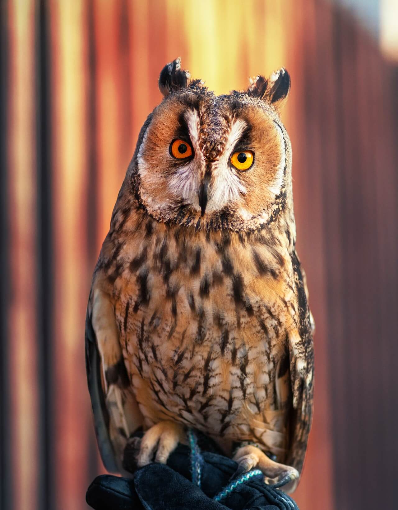 owl-photo buho foto