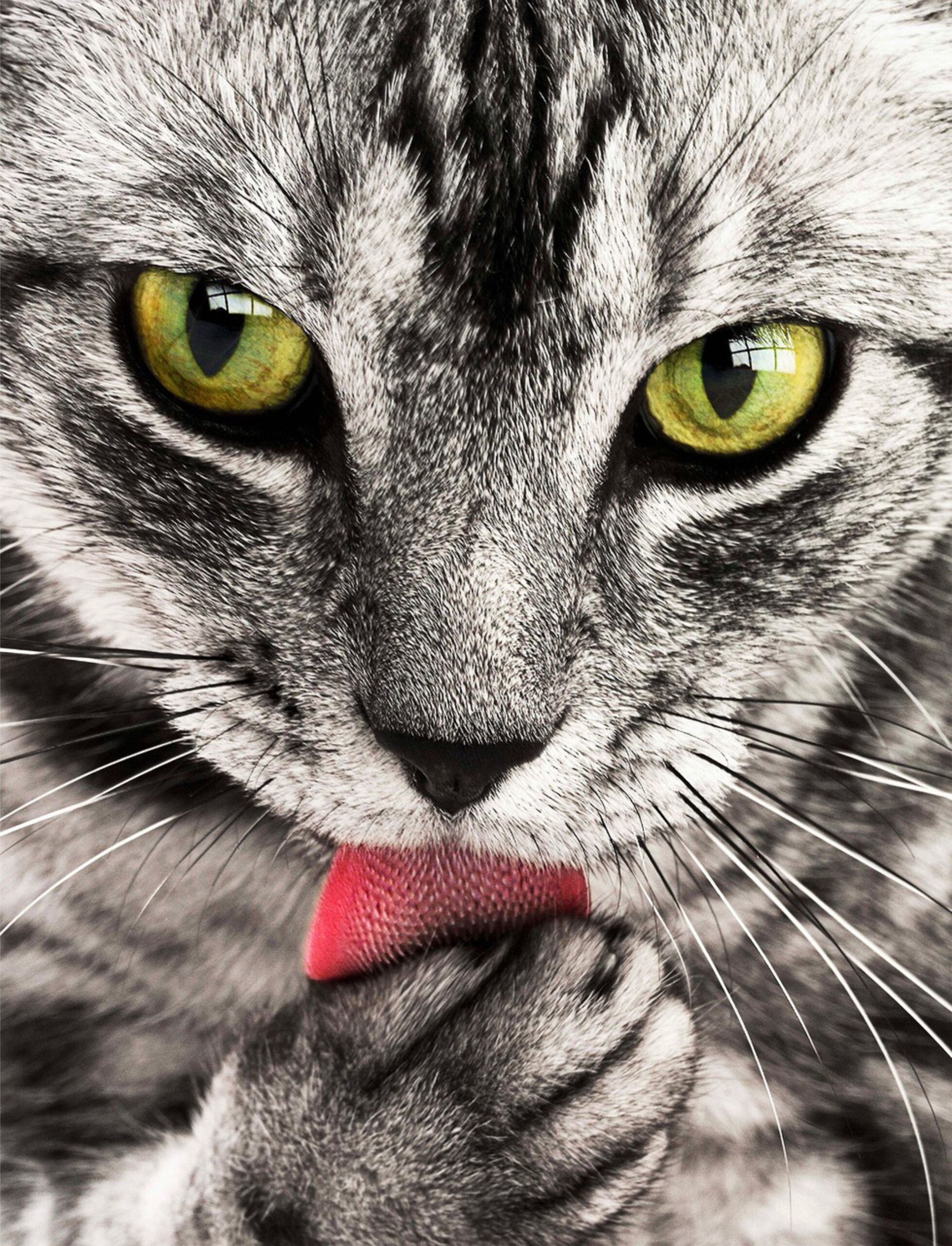 meowery_кот meowery gato scaled